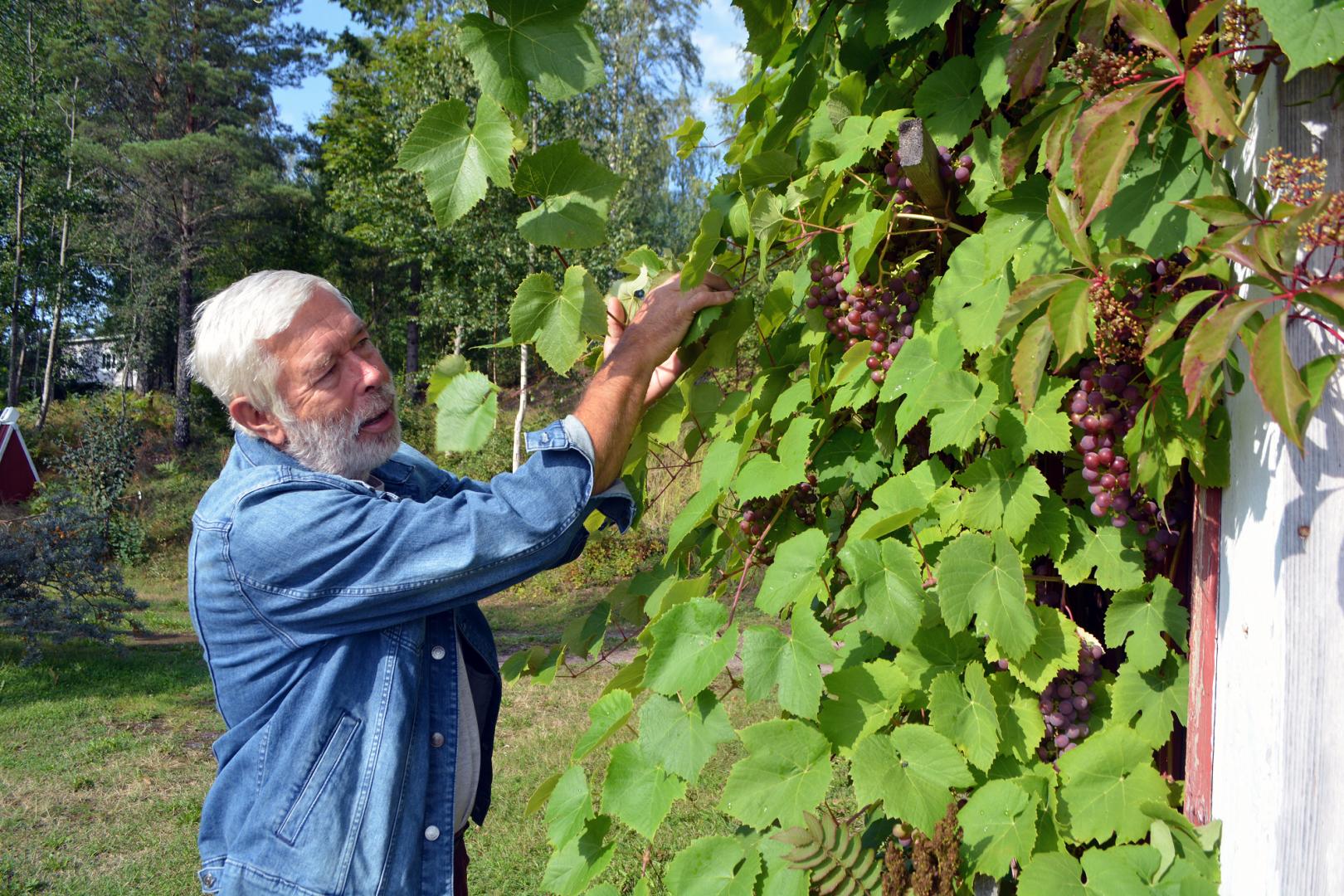 En äldre man med grått skägg, iklädd jeansjacka, står utomhus och sträcker sig upp för att plocka lila druvor som växer på en vinranka längs sidan av en byggnad. Gröna löv omger druvklasarna.