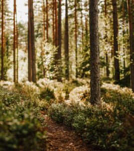 En solbelyst skog med höga, tunna träd och en smal grusväg som slingrar sig genom grön undervegetation. Solljuset filtreras genom grenarna och kastar ljus och skuggor på marken.
