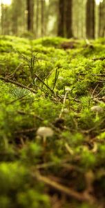 Närbild av en skogsbotten täckt av grön mossa, små svampar och spridda kvistar, med suddiga träd i bakgrunden. Belysningen är mjuk och naturlig.