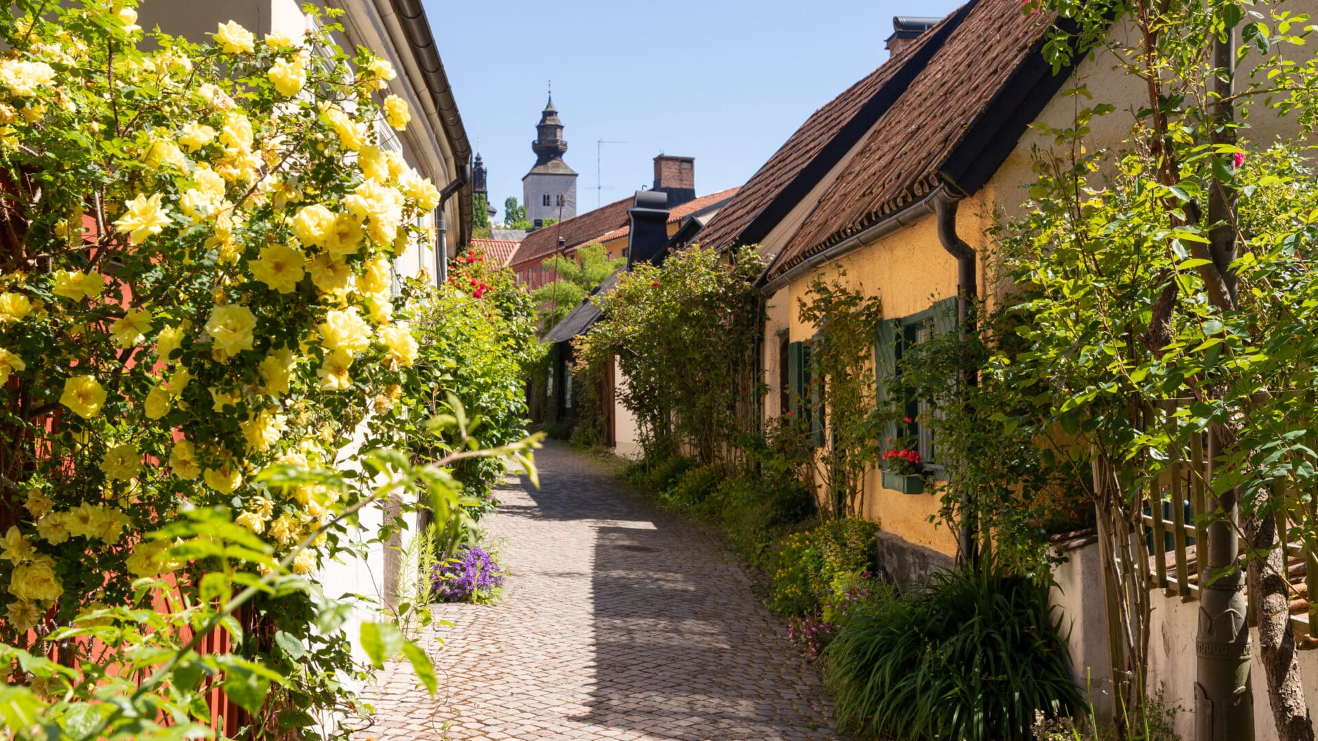 En smal kullerstensgata kantad av gulblommande buskar och traditionella hus med tegeltak; ett kyrktorn syns i bakgrunden under en klarblå himmel.
