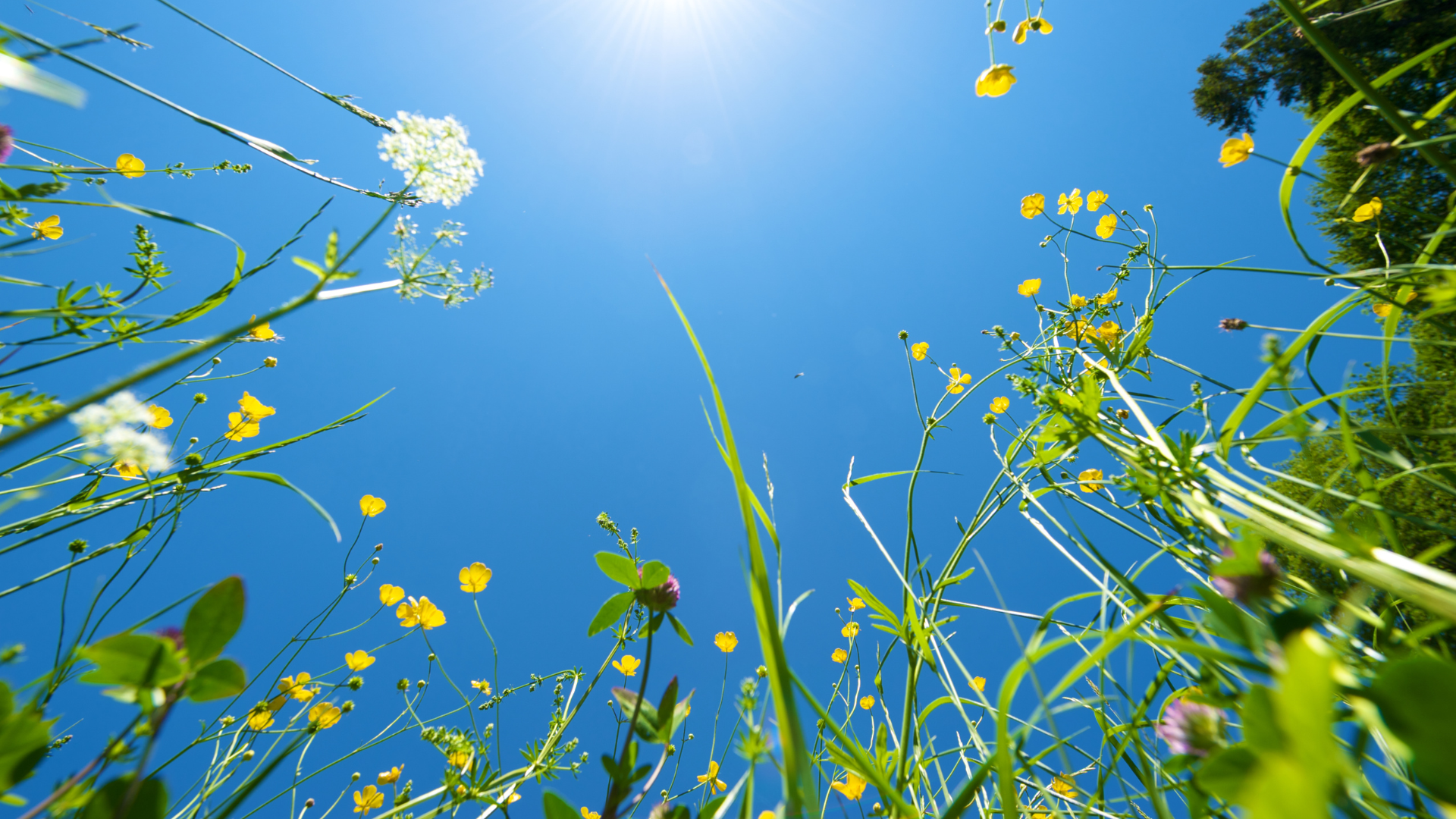 Vildblommor och högt gräs är fotograferade från en låg vinkel mot en klarblå himmel, med solen starkt lysande ovanför. Några gula och vita blommor syns bland de gröna stjälkarna.